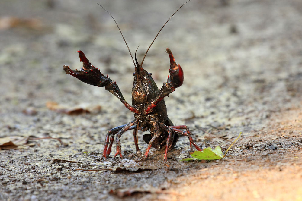 Procambarus clarkii